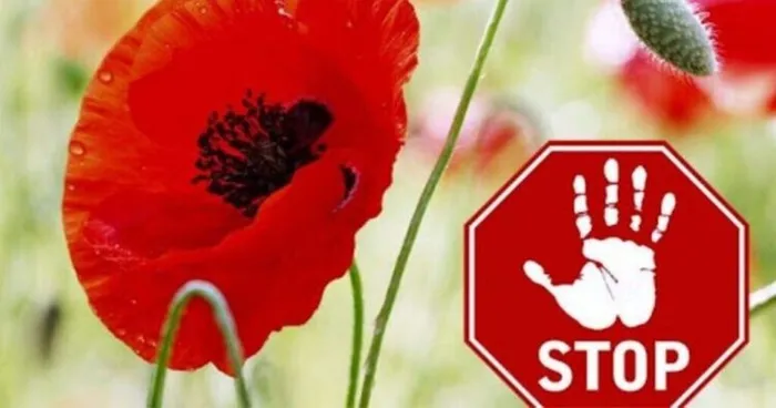 MAK-1024x525-768x394-1-750x394